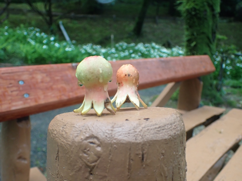 ザクロの写真