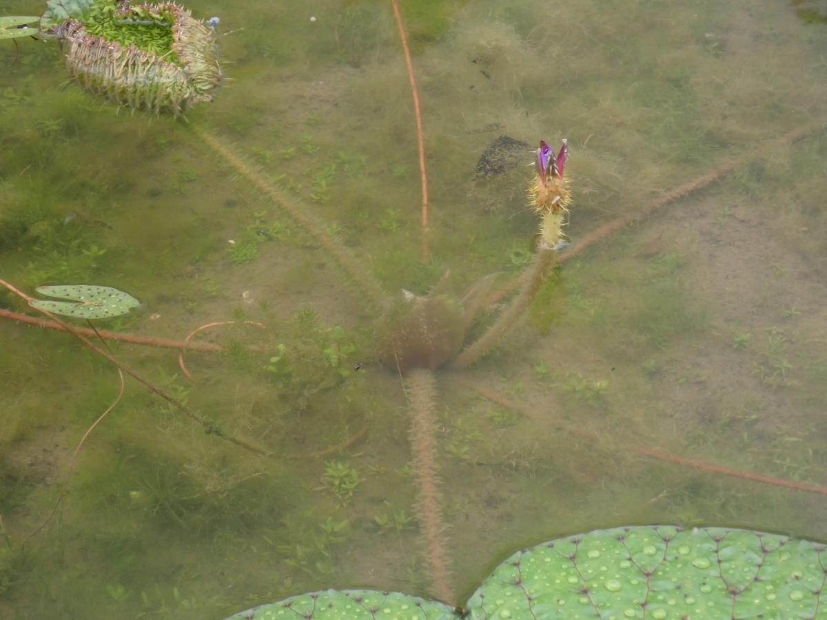 オニバスの池の写真