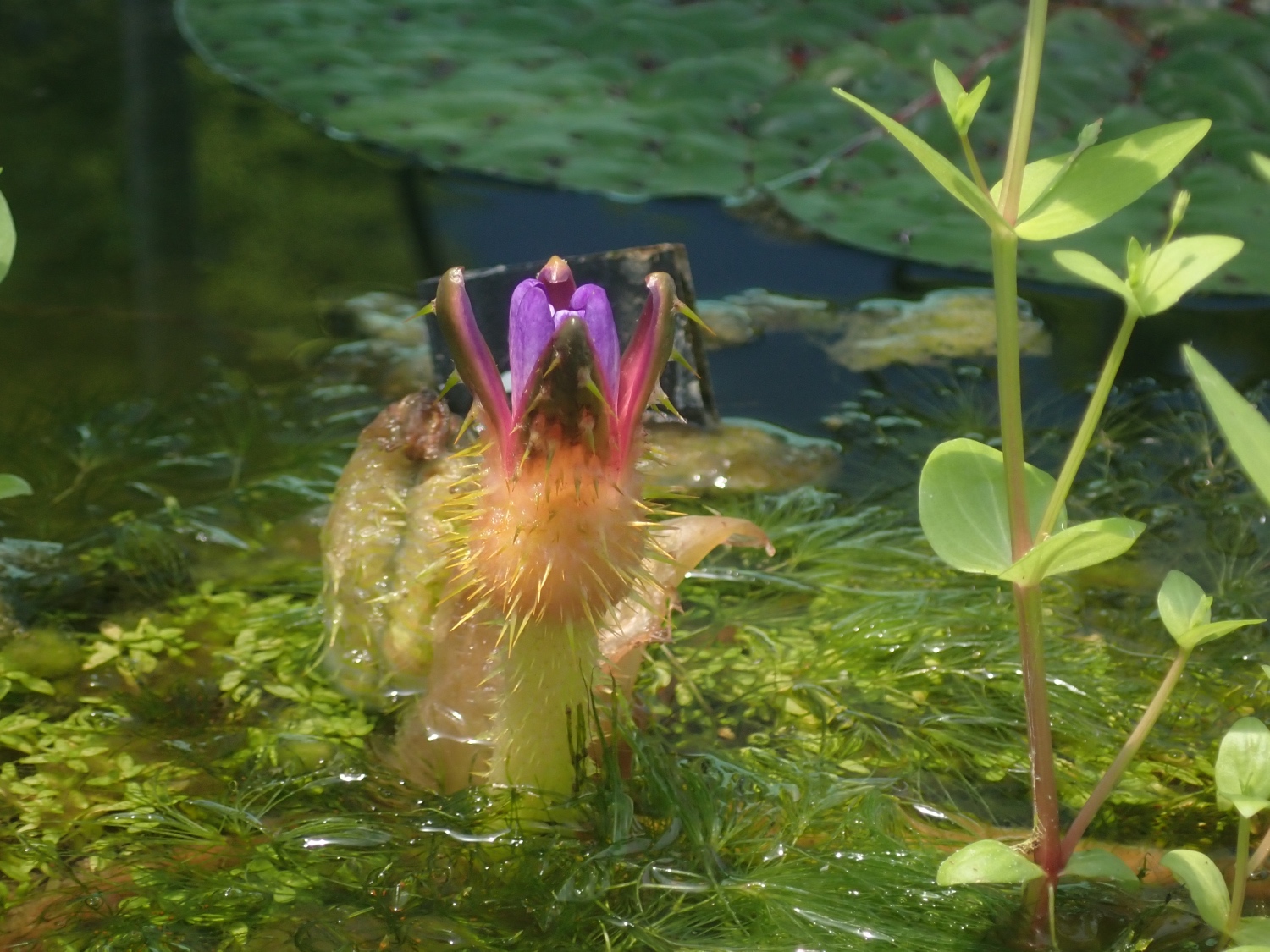 オニバスの花の写真