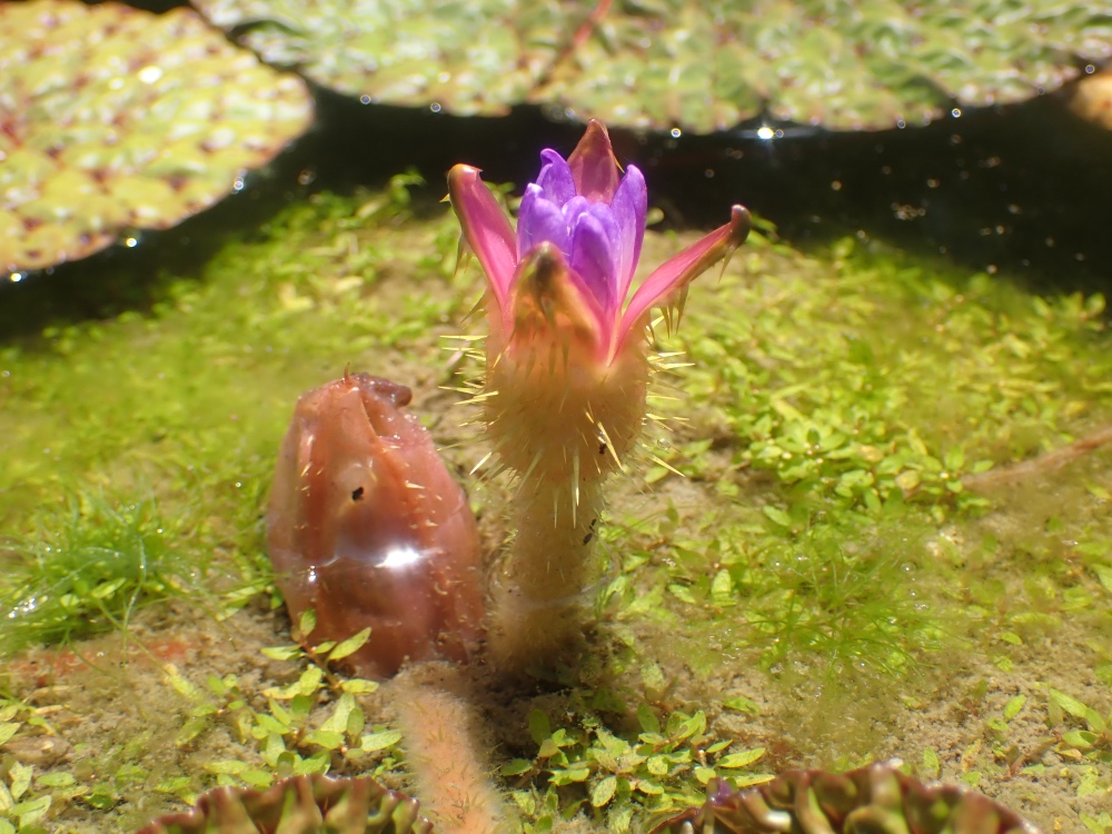 オニバスの花の写真