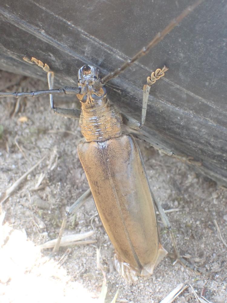 ミヤマカミキリの写真