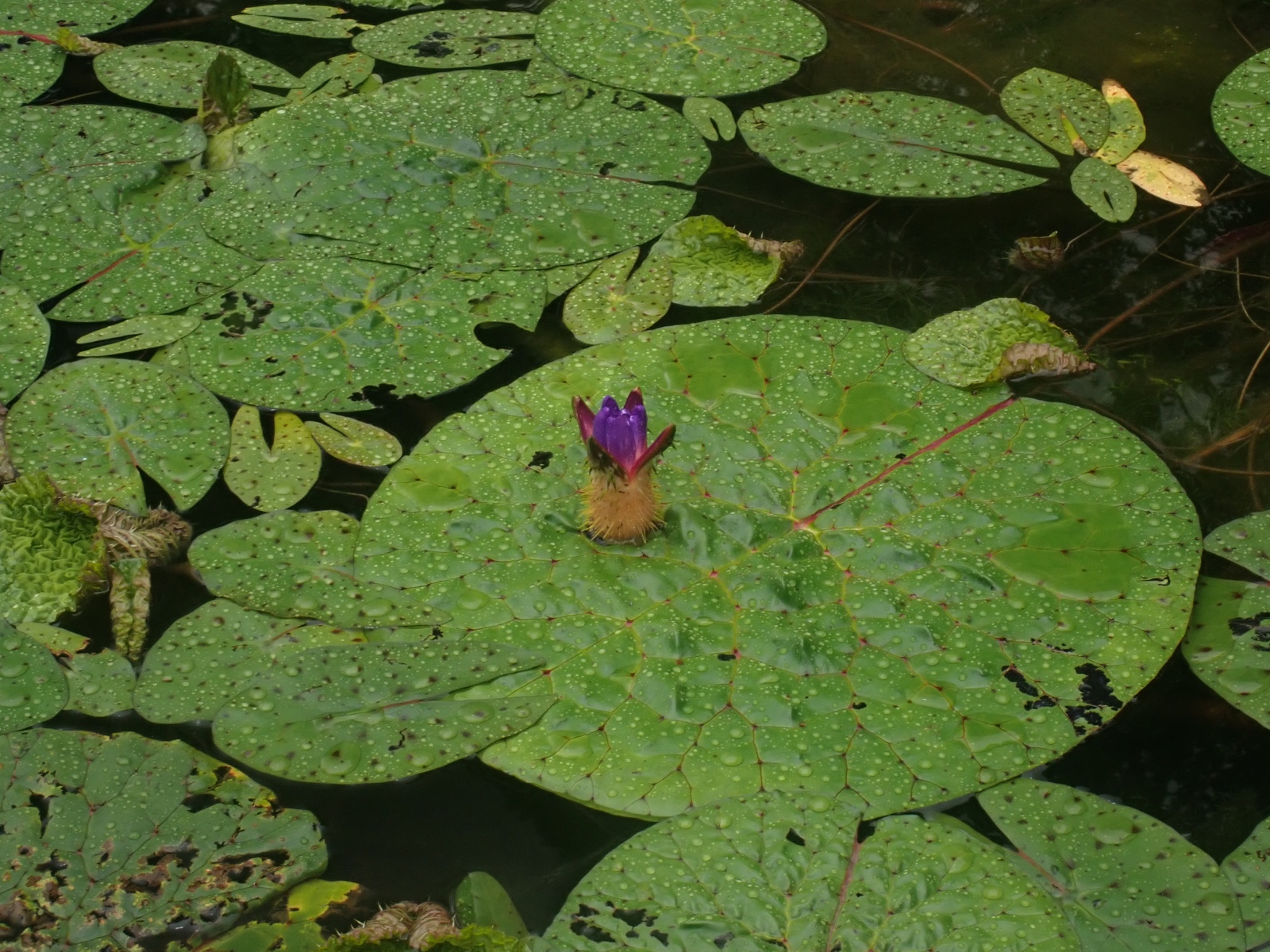 オニバスの花の写真