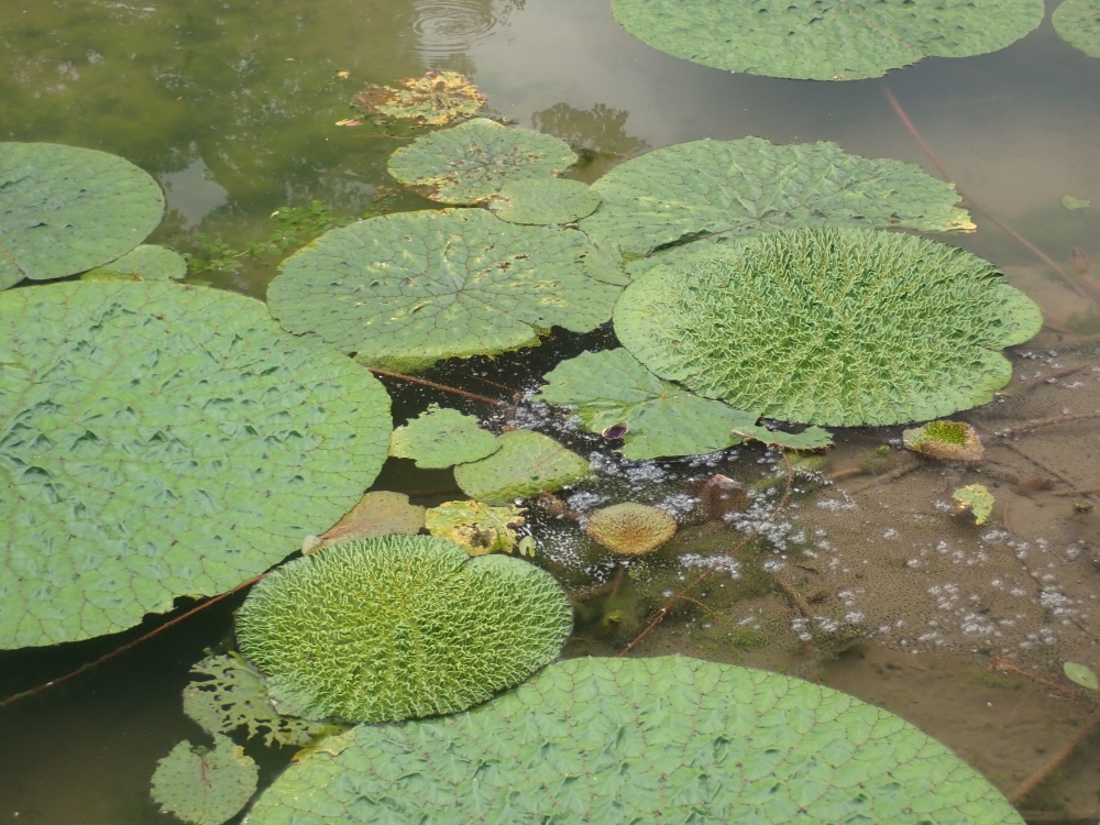 オニバスの写真