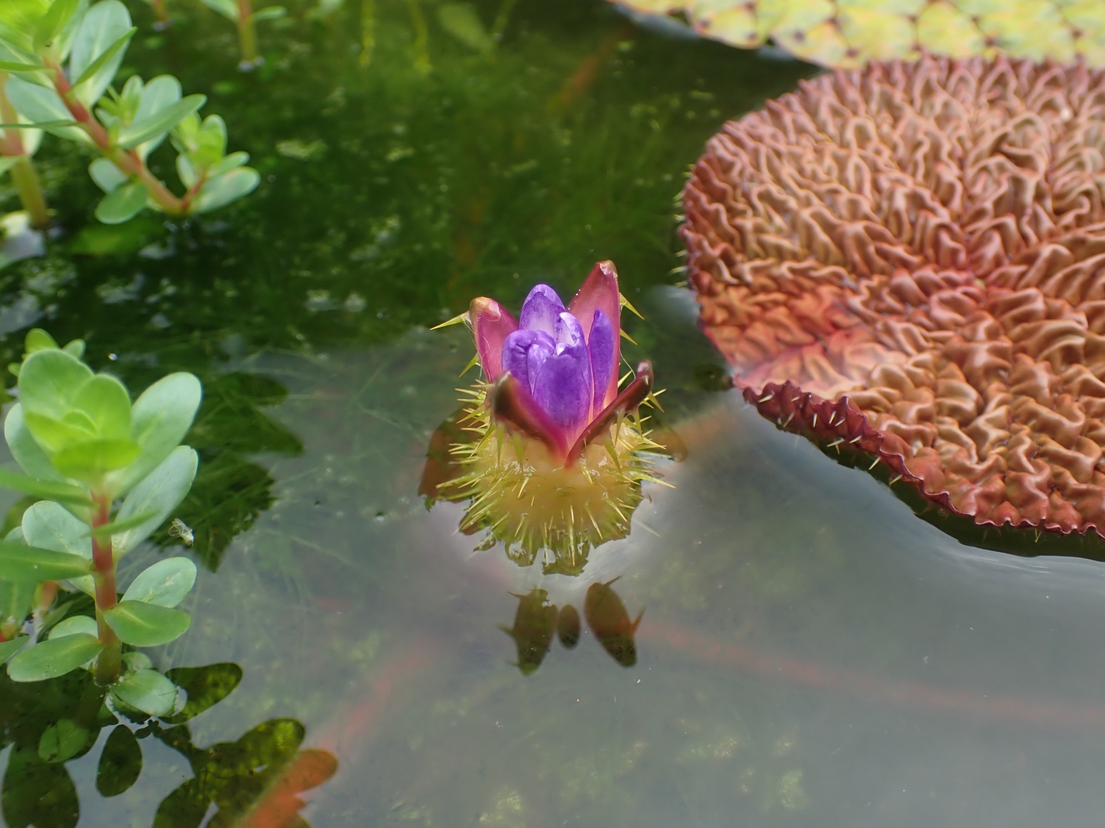 オニバスの花の写真