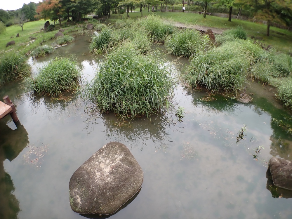 中池の写真