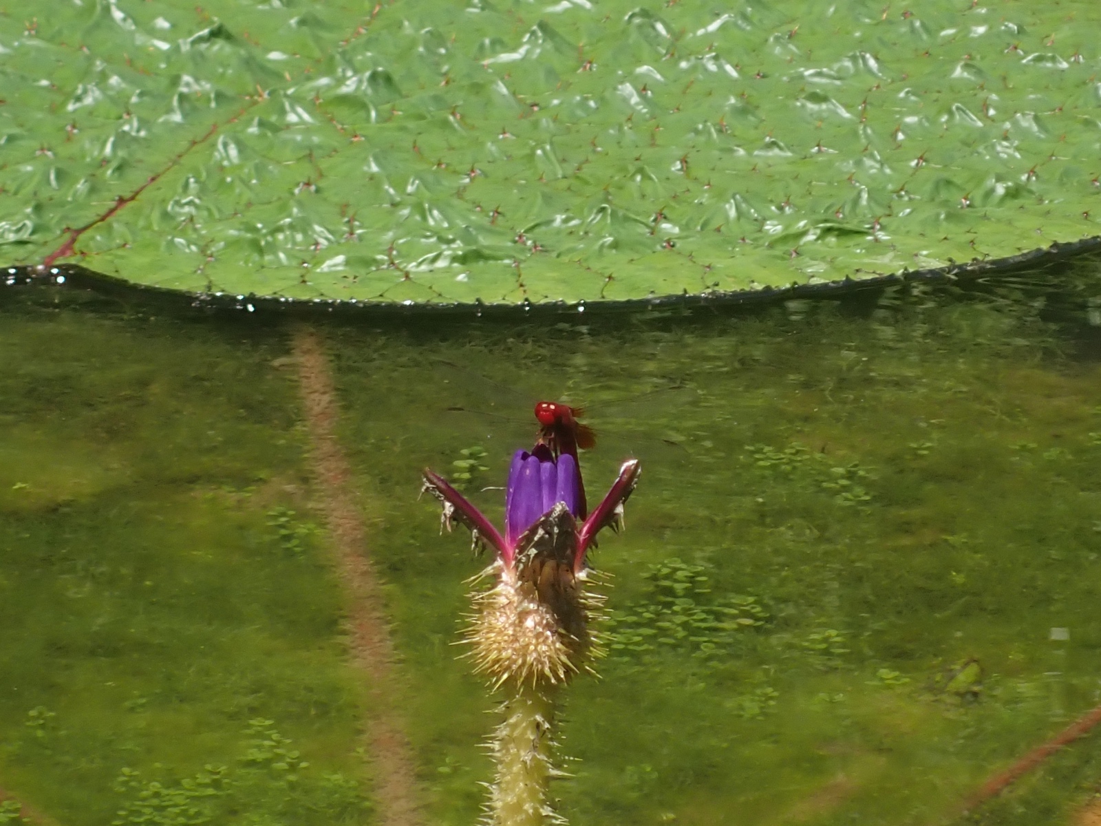 ショウジョウトンボとオニバスの花の写真