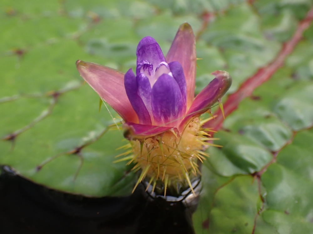 オニバスの花の写真