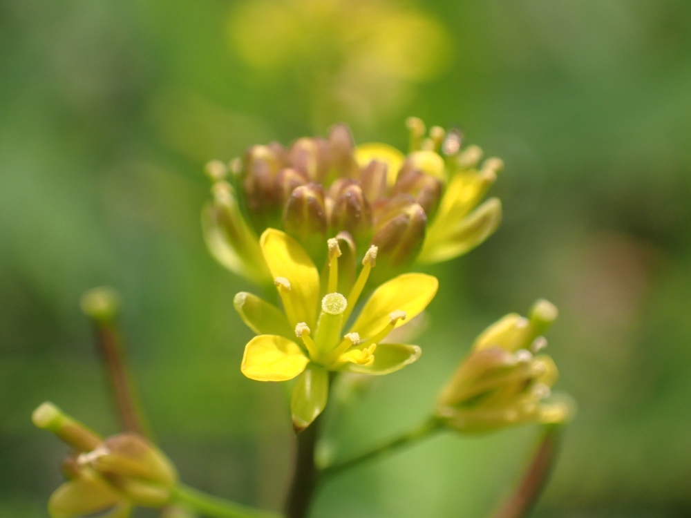 イヌガラシの花の写真