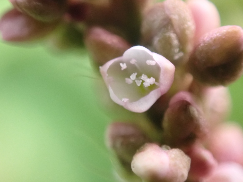 イヌタデの花の写真