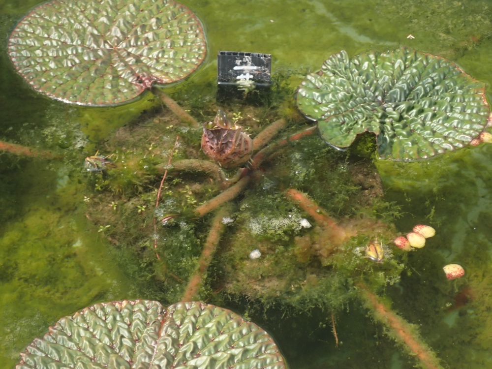 オニバスの写真