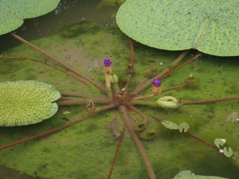 オニバスの花の写真