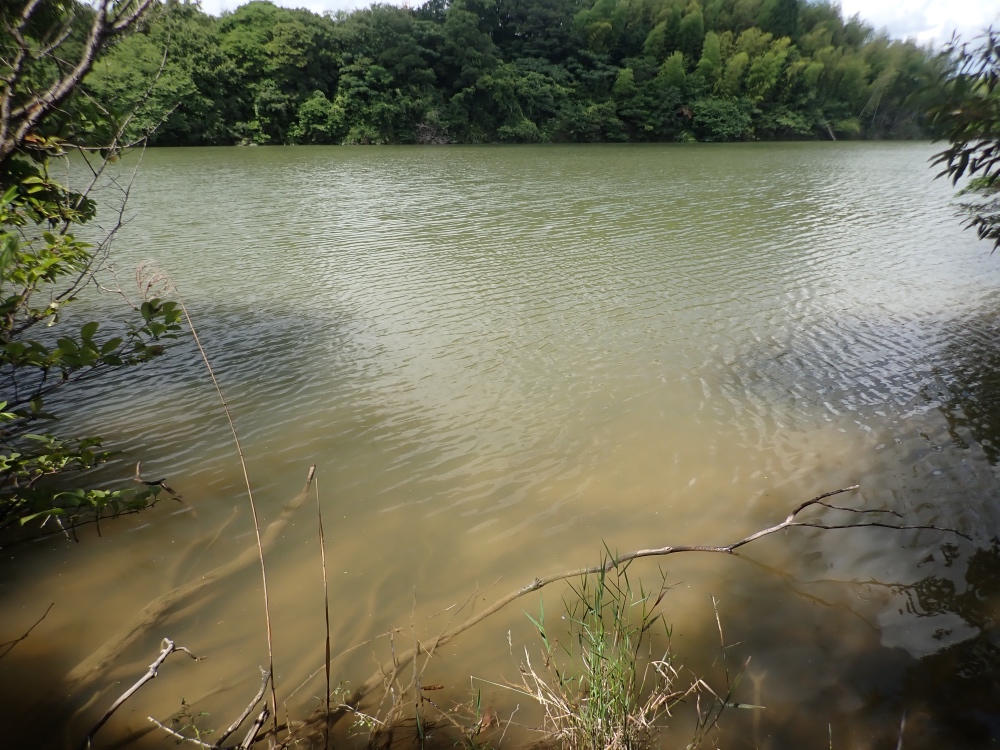 飛山池の写真