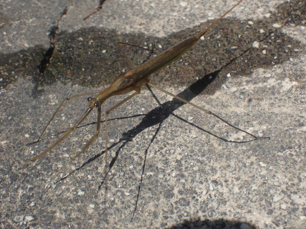 ミズカマキリの写真