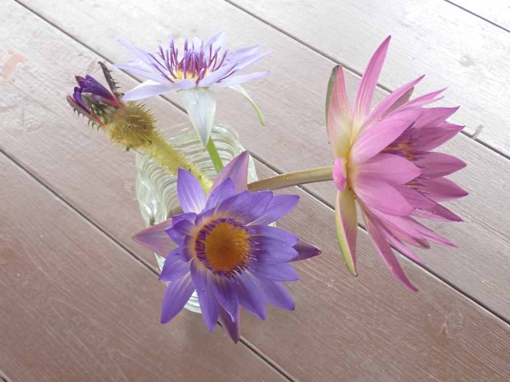 スイレンとオニバスの花の写真