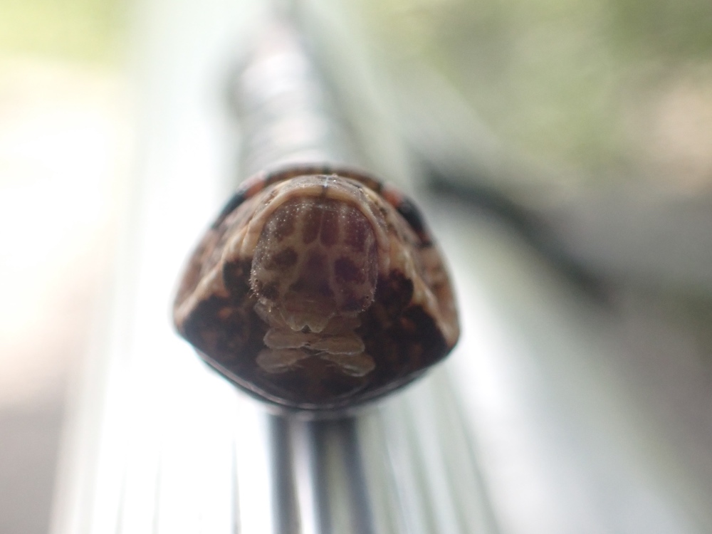 ビロードスズメの幼虫の写真