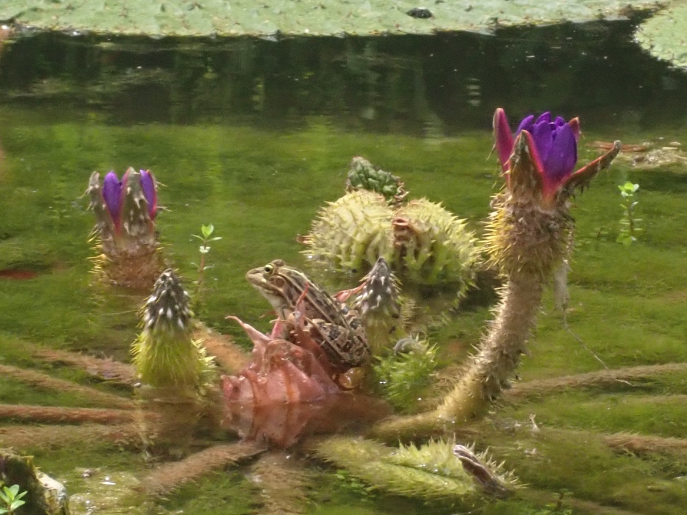 トノサマガエルの写真