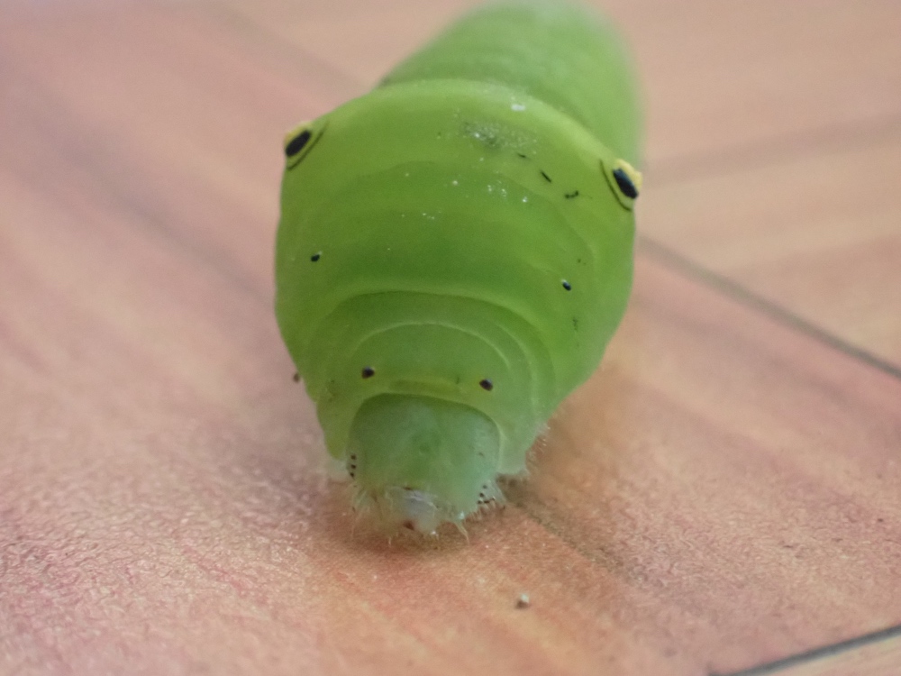 アオスジアゲハの幼虫の写真