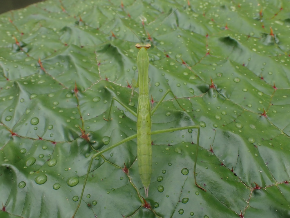 カマキリの写真