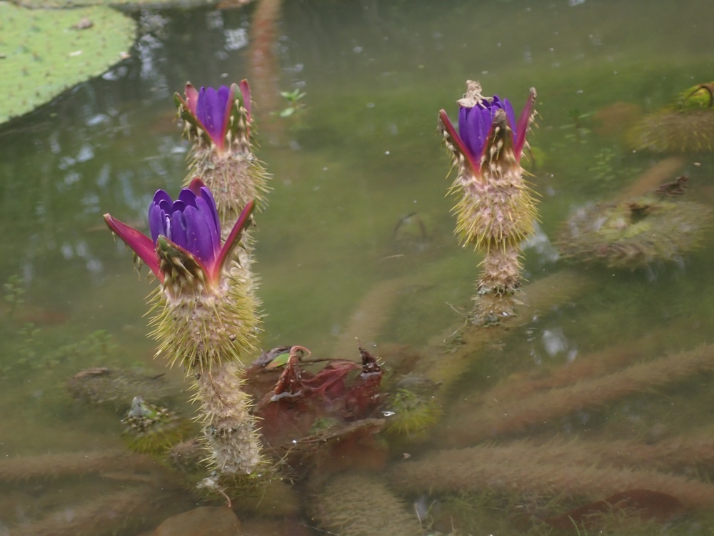 オニバスの花の写真