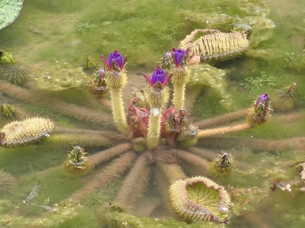 オニバスの花の写真