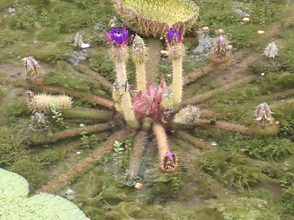 オニバスの花の写真