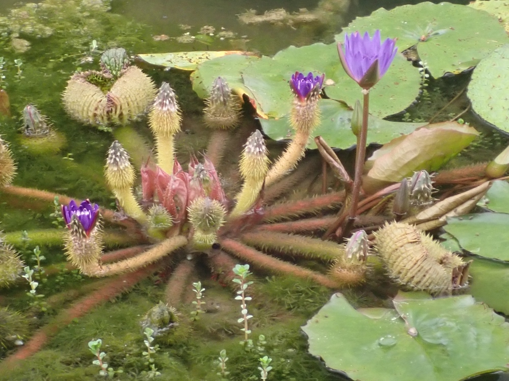 オニバスとスイレンの花の写真