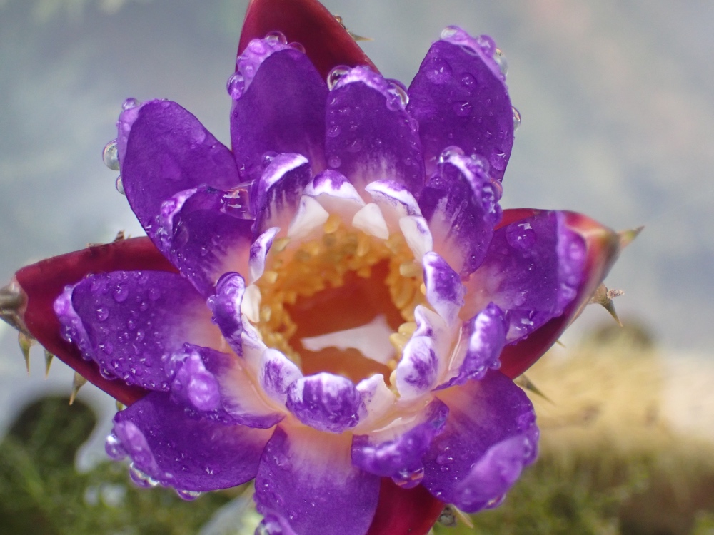 オニバスの花の写真