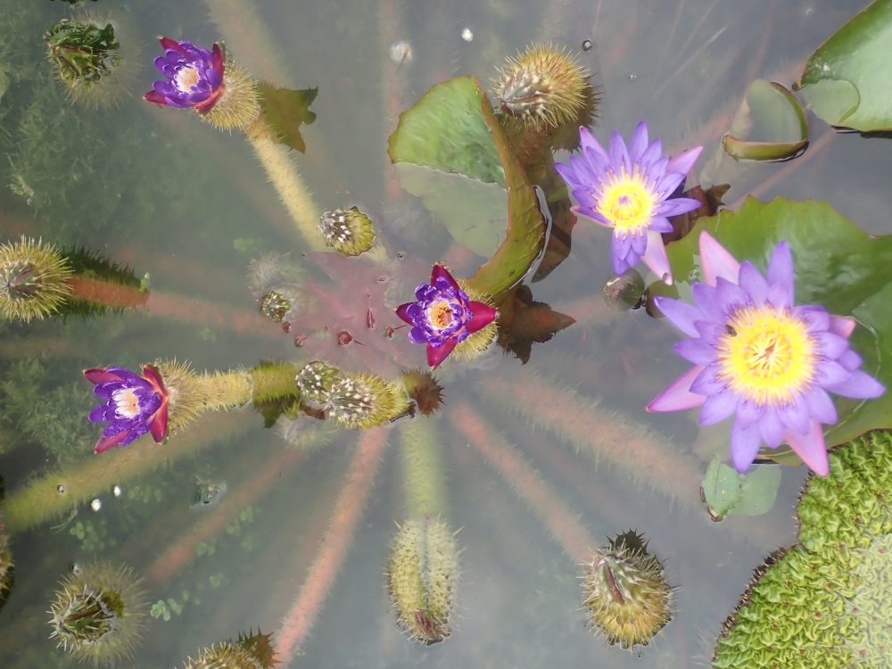オニバスとスイレンの花の写真