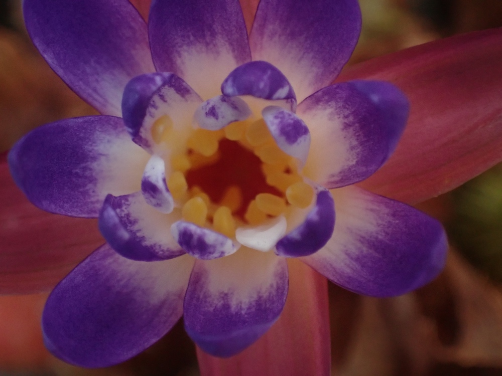 オニバスの花の写真
