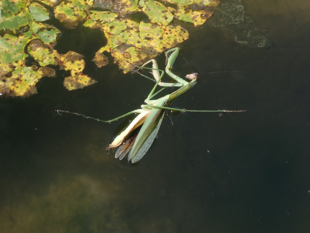 カマキリの死体の写真