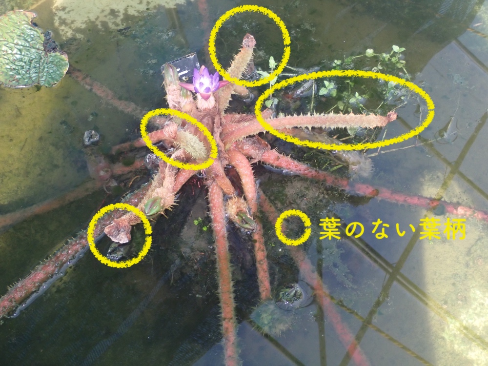 オニバスの写真