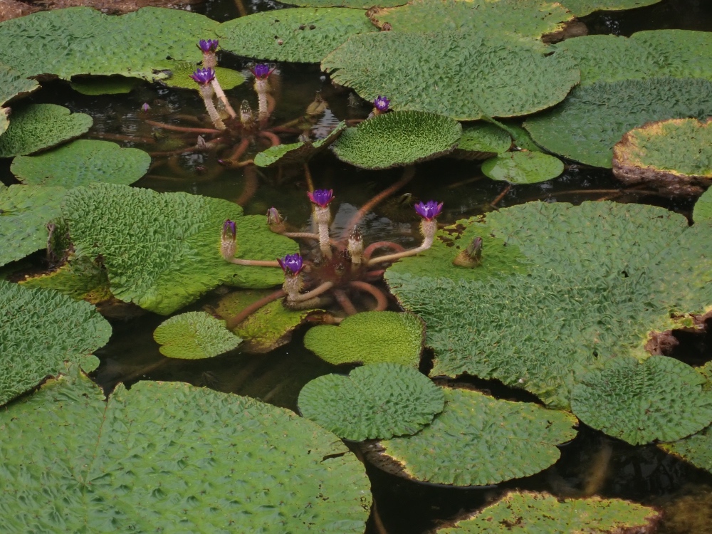 オニバスの花の写真