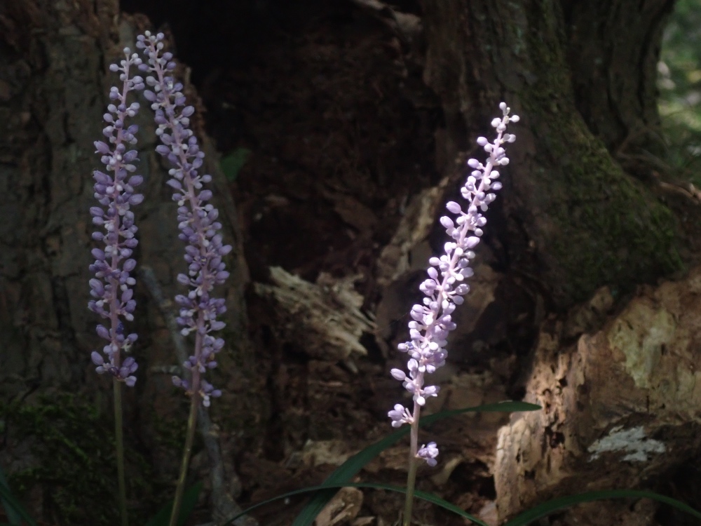 ヤブランの花の写真