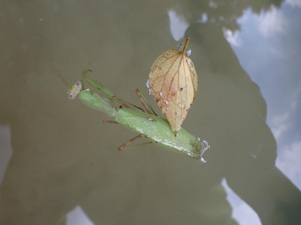 カマキリの写真