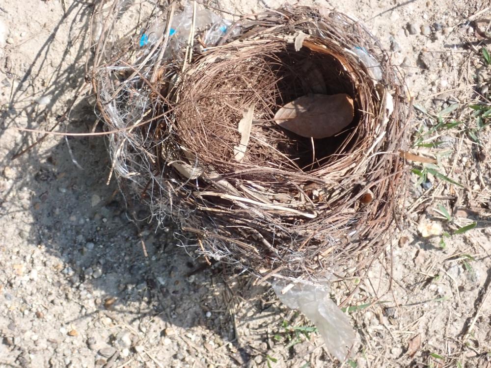 鳥の巣の写真