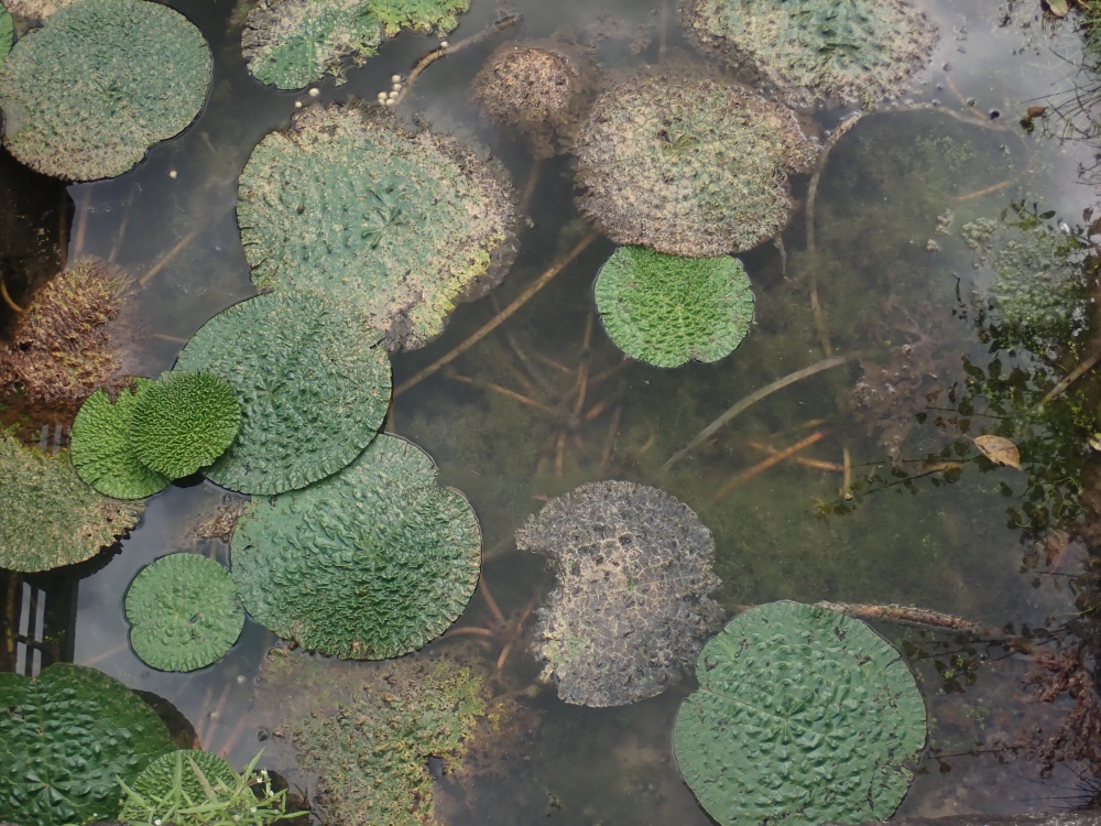 オニバスの写真