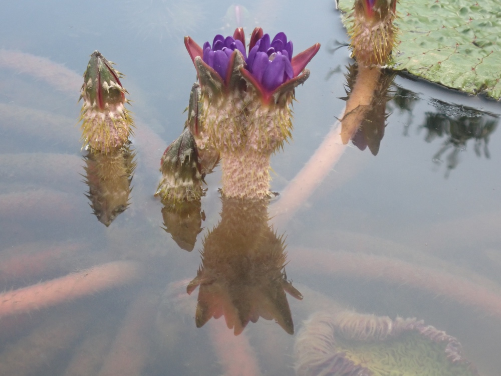 オニバスの花の写真