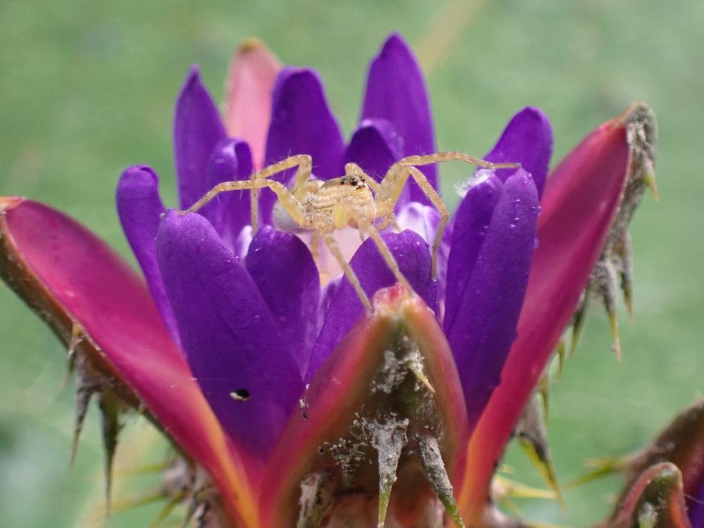 キクヅキコモリグモの写真
