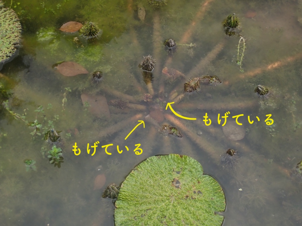 オニバスの写真