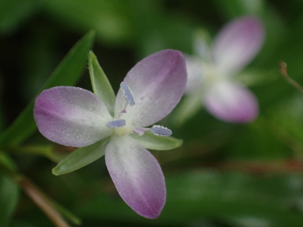 イボクサの花の写真