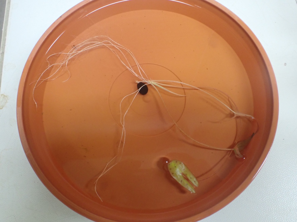 オニバス発芽種子の写真