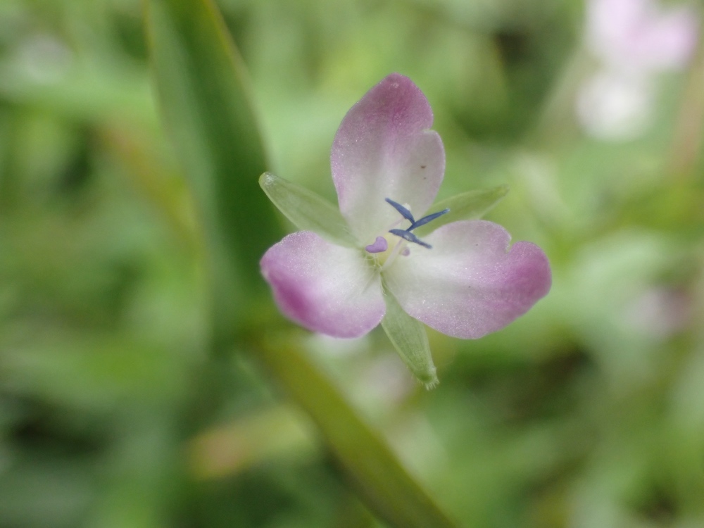 イボクサの花の写真