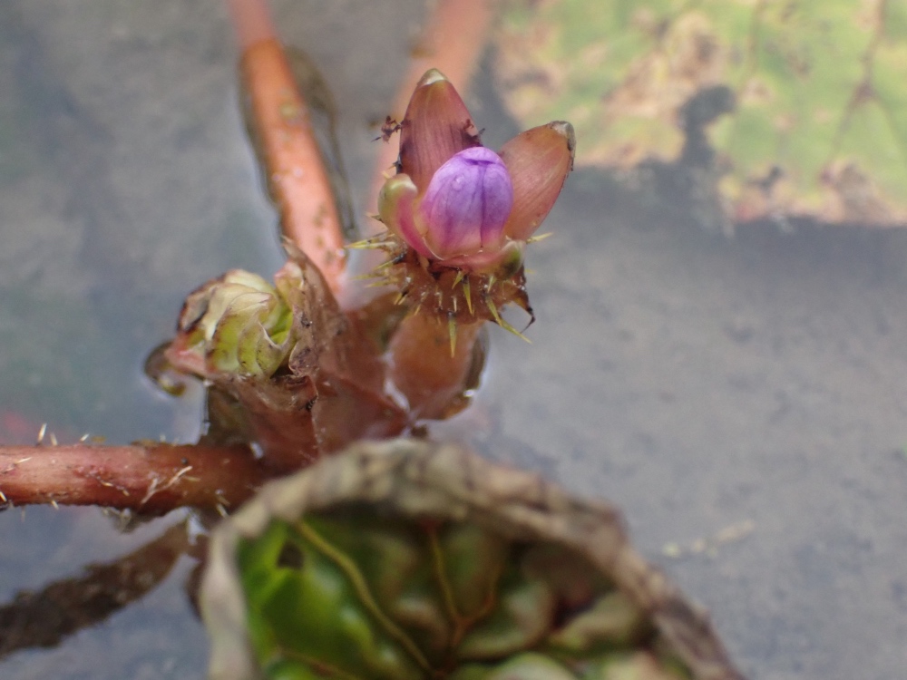 オニバスの花の写真