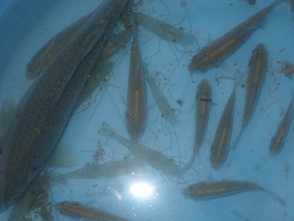 魚の写真