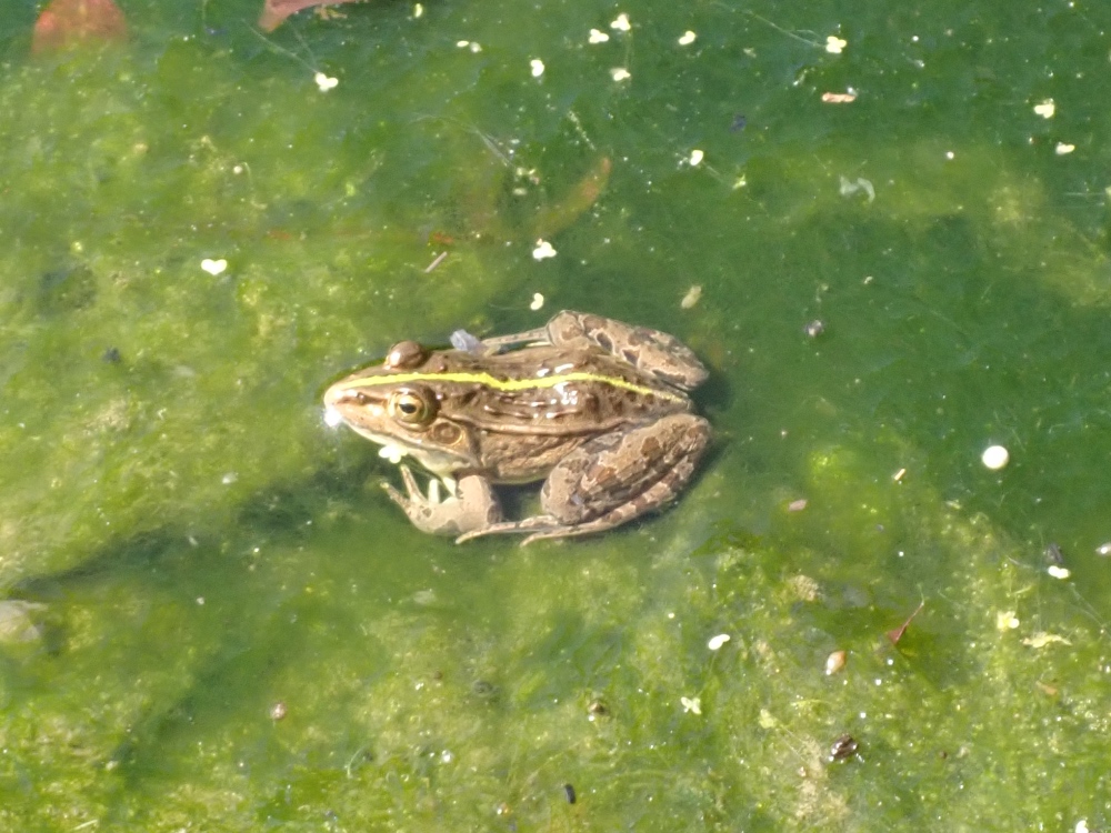 トノサマガエルの写真