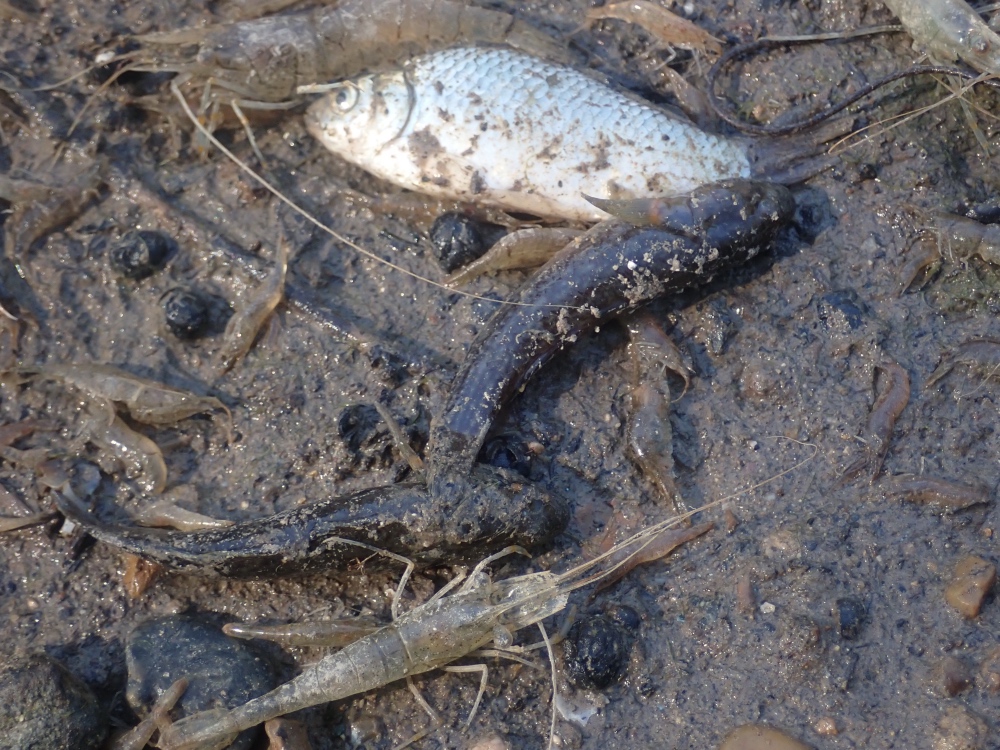 魚の写真