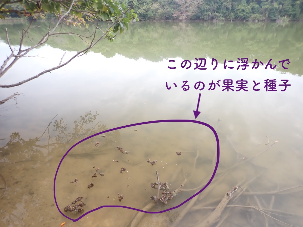 飛山池の写真