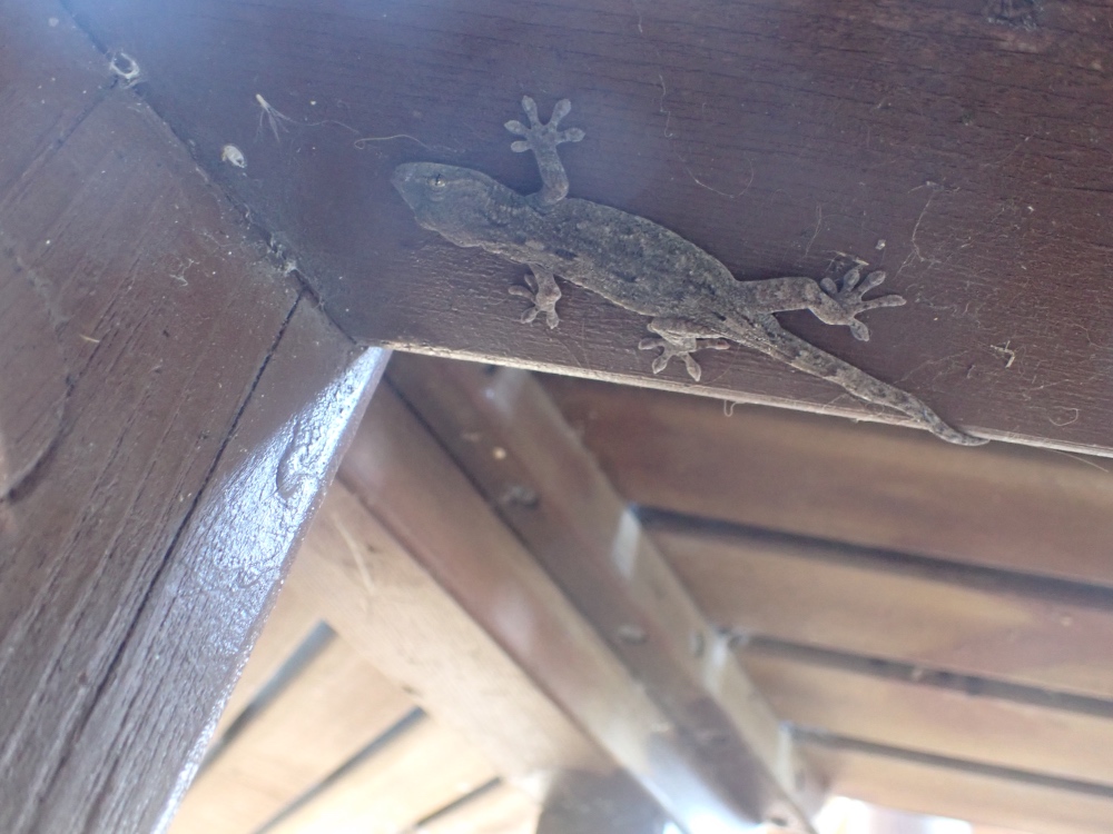 ヤモリの写真