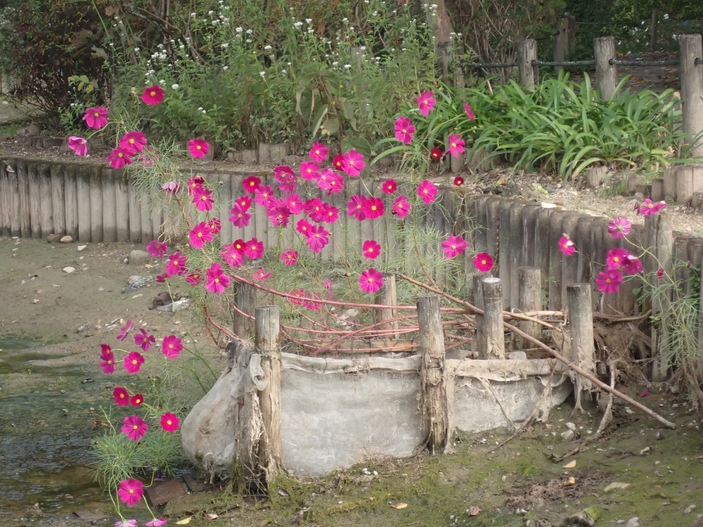 コスモスの写真