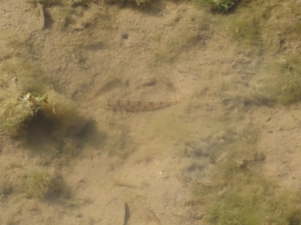 魚の写真